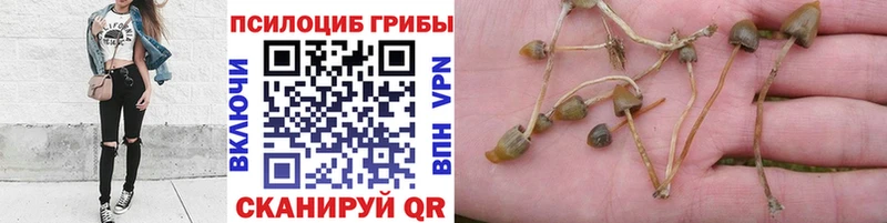 Галлюциногенные грибы прущие грибы  цена   Прокопьевск 